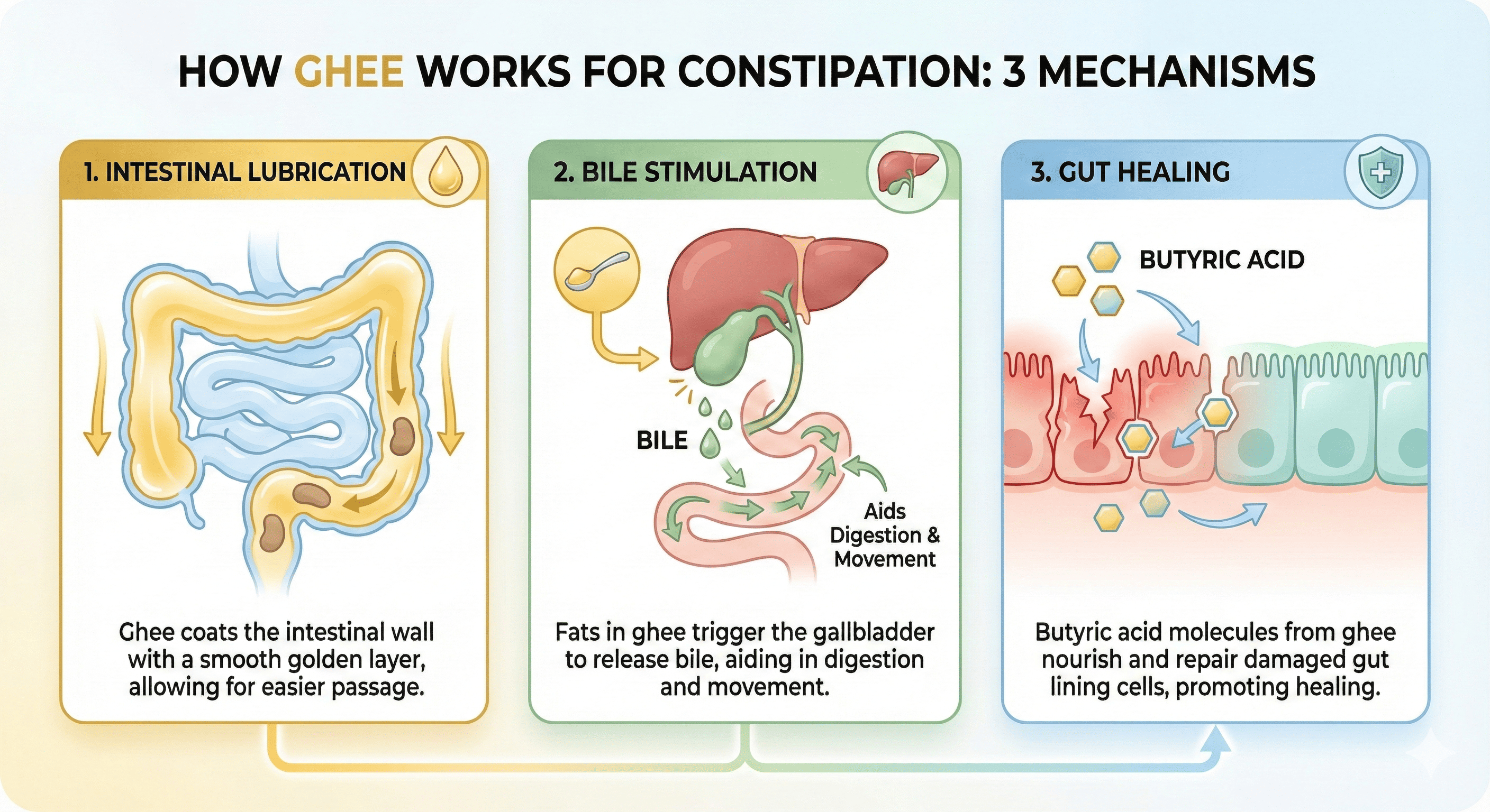 How Ghee Works for Constipation - Scientific Mechanisms